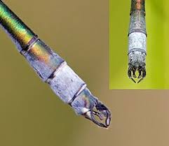 Attēlu rezultāti vaicājumam “Lestes dryas male”