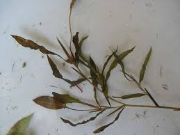 Attēlu rezultāti vaicājumam “Potamogeton gramineus”