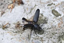 Attēlu rezultāti vaicājumam “Spondylis buprestoides”