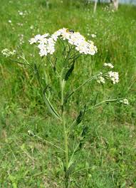 Attēlu rezultāti vaicājumam “Achillea salicifolia”