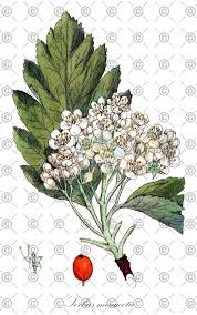 Attēlu rezultāti vaicājumam “Sorbus intermedia fruit”