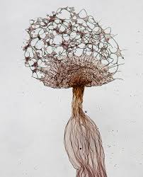 Attēlu rezultāti vaicājumam “Cribraria oregana”