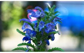 Image result for Dracocephalum moldavicum