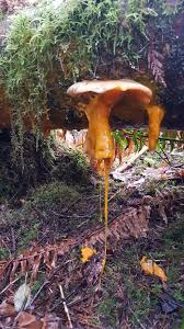 Attēlu rezultāti vaicājumam “Didymium clavus”