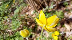 Attēlu rezultāti vaicājumam “Anemone ranunculoides bud”