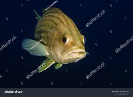 Image result for Epinephelus costae