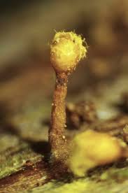 Attēlu rezultāti vaicājumam “Hemitrichia leiotricha stalked”