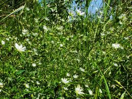 Attēlu rezultāti vaicājumam “Stellaria crassifolia”