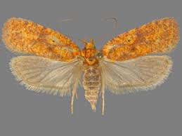 Attēlu rezultāti vaicājumam “Agonopterix ciliella imago”