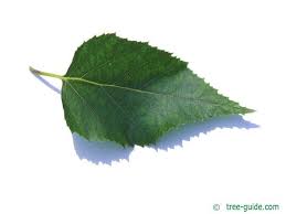 Attēlu rezultāti vaicājumam “Betula papyrifera leaf”