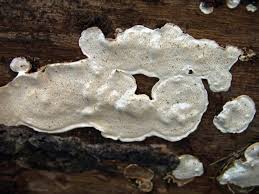 Attēlu rezultāti vaicājumam “Heterobasidion parviporum”