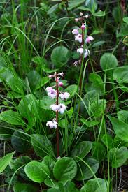 Attēlu rezultāti vaicājumam “Pyrola rotundifolia flower”