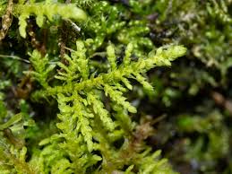 Attēlu rezultāti vaicājumam “Thuidium assimile”