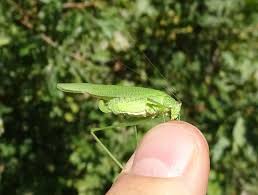 Attēlu rezultāti vaicājumam “Phaneroptera falcata”