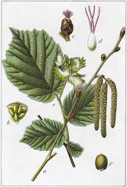 Attēlu rezultāti vaicājumam “Corylus avellana”