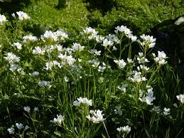 Attēlu rezultāti vaicājumam “Cardamine amara flower”