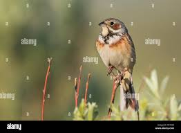 Image result for Emberiza fucata