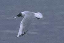 Attēlu rezultāti vaicājumam “Larus ridibundus eggs”