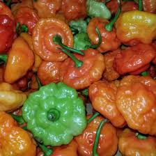 Afbeeldingsresultaat voor aji dulce sweet pepper