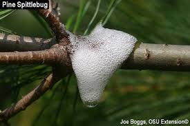 Attēlu rezultāti vaicājumam “Aphrophoridae nymph”