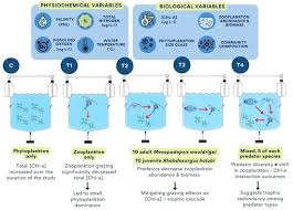 Image result for Rhabdosargus holubi