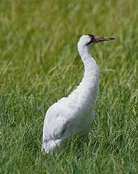Attēlu rezultāti vaicājumam “Gruiformes”