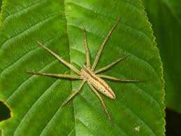 Attēlu rezultāti vaicājumam “Tibellus oblongus”