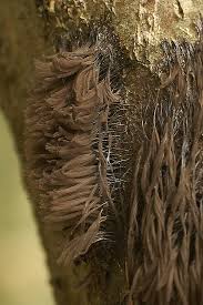 Attēlu rezultāti vaicājumam “Stemonitopsis sp.”