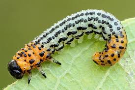 Attēlu rezultāti vaicājumam “Nematus salicis”