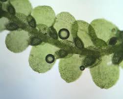 Attēlu rezultāti vaicājumam “Lejeunea cavifolia”