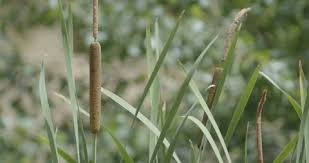 Attēlu rezultāti vaicājumam “Typha latifolia fruit”
