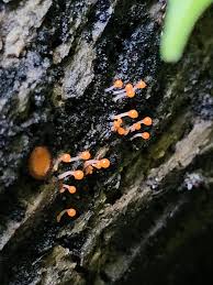 Attēlu rezultāti vaicājumam “Hemitrichia decipiens macro”