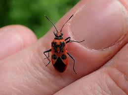 Attēlu rezultāti vaicājumam “Corizus hyoscyami imago”