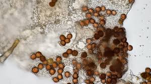 Attēlu rezultāti vaicājumam “Badhamia panicea sessile”