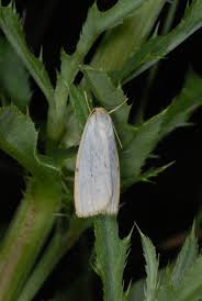 Attēlu rezultāti vaicājumam “Cybosia mesomella”