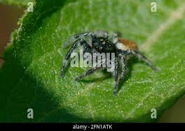 Attēlu rezultāti vaicājumam “Xanthogramma sp. male”