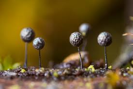 Attēlu rezultāti vaicājumam “Lamproderma gulielmae”