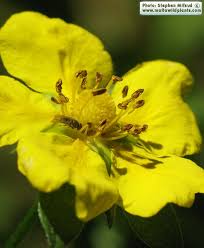 Attēlu rezultāti vaicājumam “Potentilla reptans flower”