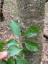 Attēlu rezultāti vaicājumam “Cerasus leaf”