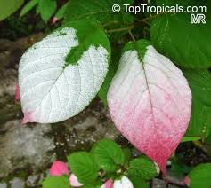 Attēlu rezultāti vaicājumam “Actinidia kolomikta”
