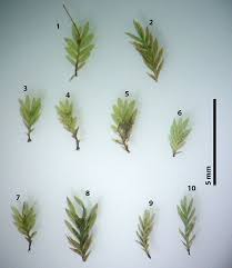 Attēlu rezultāti vaicājumam “Fissidens bryoides sporophyte”