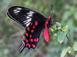 Image result for Papilionoidea