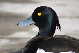 Image result for Aythya fuligula