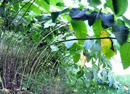 Attēlu rezultāti vaicājumam “Reynoutria sachalinensis leaf”