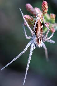 Attēlu rezultāti vaicājumam “Pisaura mirabilis”