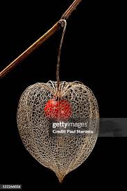 Attēlu rezultāti vaicājumam “Physalis alkekengi fruit”