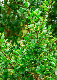 Attēlu rezultāti vaicājumam “Symphytocarpus impexus sessile”