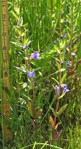 Attēlu rezultāti vaicājumam “Scutellaria galericulata leaf”