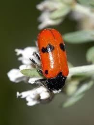 Attēlu rezultāti vaicājumam “Clytra quadripunctata”