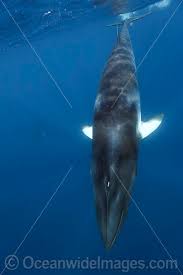 Image result for Balaenoptera acutorostrata